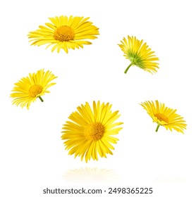 Beautiful yellow Doronicum flower isolated on white background. - Powered by Shutterstock