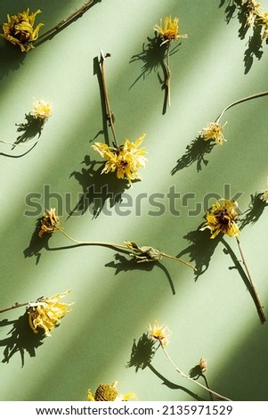 Beautiful yellow dried flowers, floral pattern. Withered field flowers on green, flat lay, mock up. 