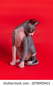 Beautiful yellow eyed, black and white color young female cat of Canadian Sphynx breed posing, sitting on red background, bowing her head and looking down. Concepts and ideas of International Cat Day.