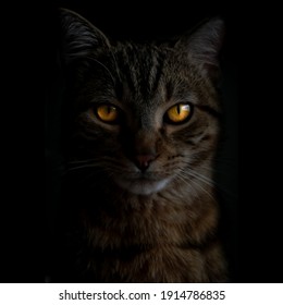 beautiful yellow eyed kitten in the dark