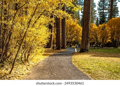 Beautiful yellow fall colors along path in South Lake Tahoe, CA. - Powered by Shutterstock