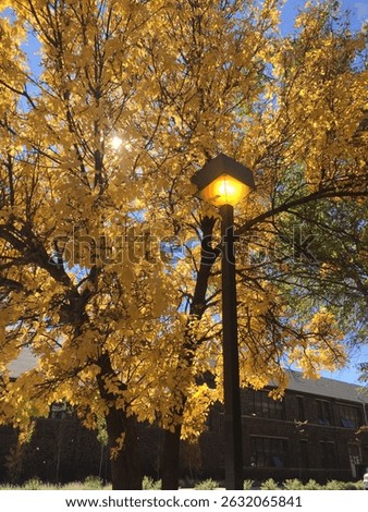 Beautiful Yellow Fall Tree and Lamppost
