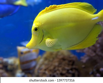 Beautiful yellow fish in an aquarium shot on a cellphone