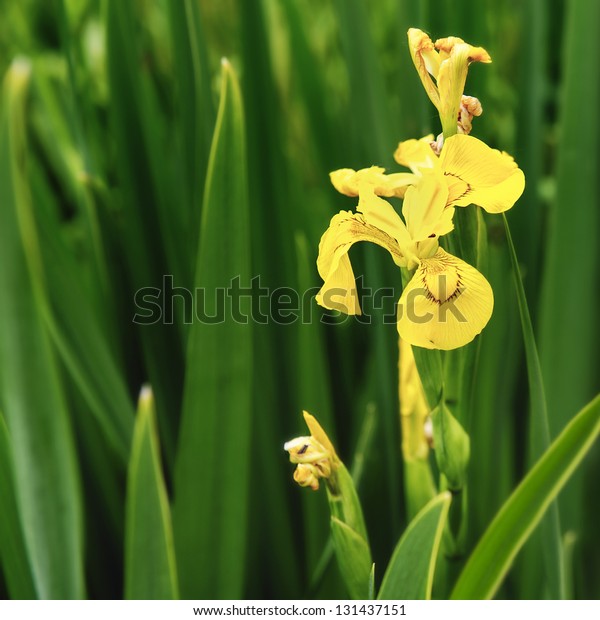 Beautiful yellow flag iris pseudacorous (also\
known as water flag iris)  in the spring time with selective focus\
on a single bloom and copy\
space.