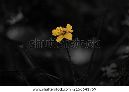 A beautiful yellow flame flower with black background