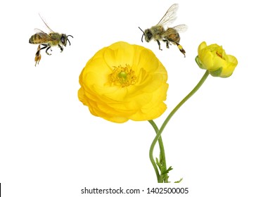 Beautiful Yellow Flower Of Buttercup And Honey Bee Isolated On A White Background