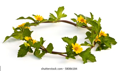 Beautiful Yellow Flower Crown Isolated On White Background