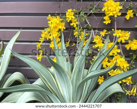 Beautiful yellow flower (Dolichandra unguis-cati) for home and garden decoration