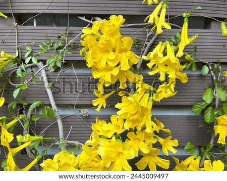 Beautiful yellow flower (Dolichandra unguis-cati) for home and garden decoration