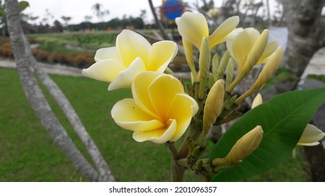Beautiful Yellow Flower Of Frangipani Or Kamboja Kuning Or Singapore Graveyard Flower With Green Leaves In The Garden