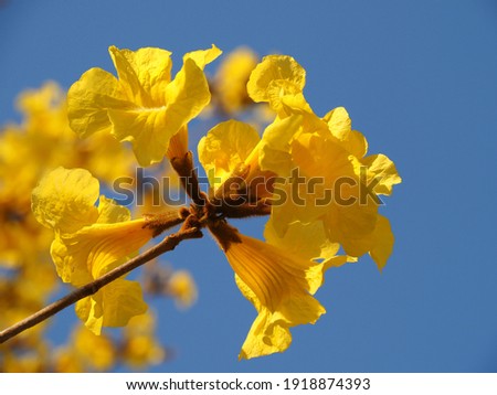 Beautiful yellow flower in the garden Silver trumpet tree, Tree of gold, Paraguayan silver trumpet tree, Tabebuia aurea with blue sky background.
