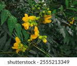 Beautiful yellow flower of Indian Senna Alexandrina plant with rain drops on leaf. Senna alexandrina is an ornamental plant in the genus Senna. Used in herbal medicine.