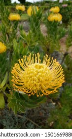 Beautiful Yellow Flower In Lavender Farm, Maui