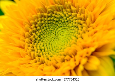 Beautiful Yellow Flower, Macro