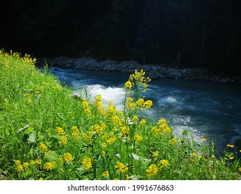 A beautiful yellow flower meadow with a rushing light blue river in the background.