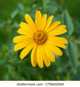Beautiful yellow flower on a green background. Arnica Montana