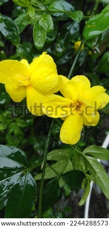 beautiful yellow flower in rainyday 