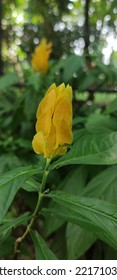 Beautiful Yellow Flower In Road Side