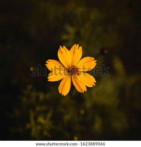 Similar – ein Makro einer isolierten gelben Blüte von Helianthus tuberosus