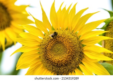 Beautiful Yellow Flower Of Sunflower With Pollinated Bumblebee. Late Summer Nature Background