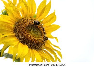 Beautiful Yellow Flower Of Sunflower With Pollinated Bumblebee. Late Summer Nature Background