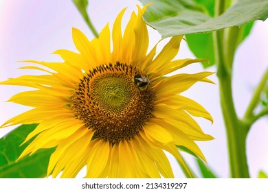 Beautiful Yellow Flower Of Sunflower With Pollinated Bumblebee. Late Summer Nature Background