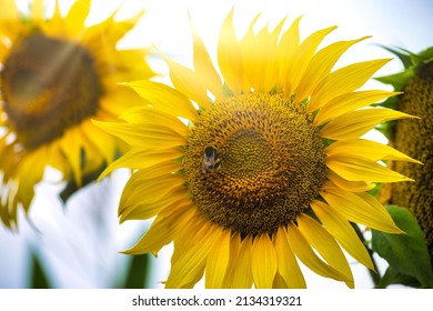 Beautiful Yellow Flower Of Sunflower With Pollinated Bumblebee. Late Summer Nature Background