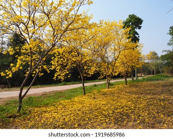 Beautiful yellow flower trees in the garden, Silver trumpet tree, Tree of gold, Paraguayan silver trumpet tree, Tabebuia aurea flowers.