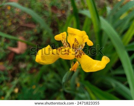 Similar – Image, Stock Photo Yellow Apostle Iris Flower Plant