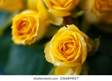 Beautiful yellow flowers close up - Powered by Shutterstock