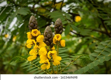 297 Flowers in bandipur Images, Stock Photos & Vectors | Shutterstock