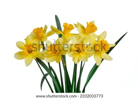 beautiful yellow flowers daffodils in a vase on a white background close-up