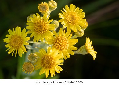 Beautiful Yellow Flowers Of  The Fen Ragwort  In Dew. 