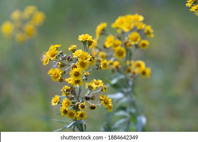 Beautiful Yellow Flowers Of The Fen Ragwort  In The Meadow. Jacobaea Paludosa Or Senecio Paludosus.