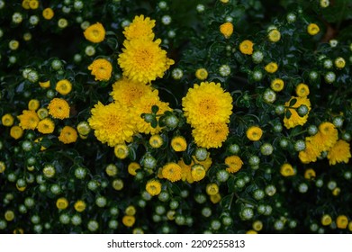 Beautiful Yellow Flowers In Field