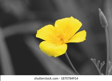 Beautiful yellow flowers on gray, Color 2021 illuminating and Ultimate Gray.