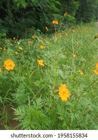  Beautiful Yellow Flowers On The Streets Of Monte Alto, SP, Brazil City.