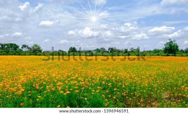 Beautiful Yellow Flowers Sunny Day Wallpaper Stock Photo