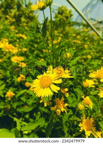 beautiful  yellow flowers weeds in farmland