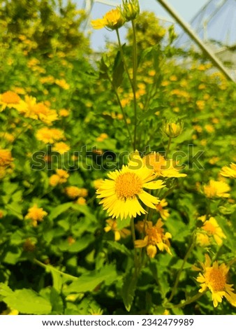beautiful  yellow flowers weeds in farmland