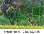 beautiful yellow fluffy baby sandhill crane with parents in a grassy marsh