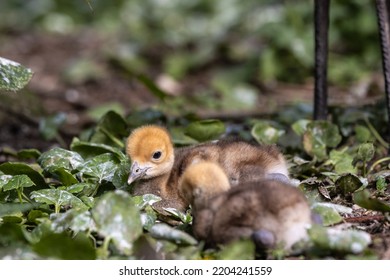 Beautiful yellow fluffy Demoiselle Crane baby gosling, Anthropoides virgo are living in the bright green meadow during the day time. It is a species of crane found in central Eurosiberia - Shutterstock ID 2204241559