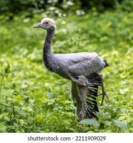 Beautiful yellow fluffy Demoiselle Crane baby gosling, Anthropoides virgo are living in the bright green meadow during the day time. It is a species of crane found in central Eurosiberia - Shutterstock ID 2211909029