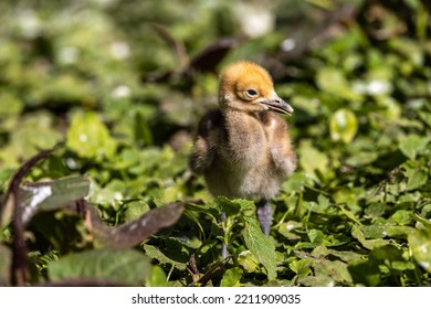 Beautiful yellow fluffy Demoiselle Crane baby gosling, Anthropoides virgo are living in the bright green meadow during the day time. It is a species of crane found in central Eurosiberia - Shutterstock ID 2211909035