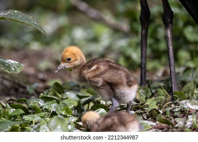 Beautiful yellow fluffy Demoiselle Crane baby gosling, Anthropoides virgo are living in the bright green meadow during the day time. It is a species of crane found in central Eurosiberia - Shutterstock ID 2212344987