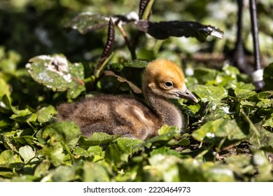 Beautiful yellow fluffy Demoiselle Crane baby gosling, Anthropoides virgo are living in the bright green meadow during the day time. It is a species of crane found in central Eurosiberia - Shutterstock ID 2220464973