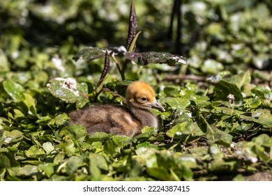 Beautiful yellow fluffy Demoiselle Crane baby gosling, Anthropoides virgo are living in the bright green meadow during the day time. It is a species of crane found in central Eurosiberia - Shutterstock ID 2224387415