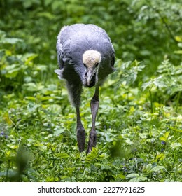Beautiful yellow fluffy Demoiselle Crane baby gosling, Anthropoides virgo are living in the bright green meadow during the day time. It is a species of crane found in central Eurosiberia - Shutterstock ID 2227991625