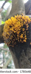 Beautiful yellow fungi on tree