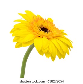 beautiful yellow gerbera flower isolated on white background
